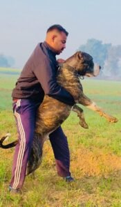 How to Train a Bully Kutta