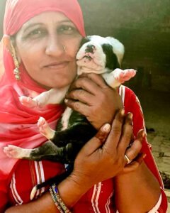 bully kutta puppies