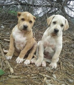 bully kutta puppies