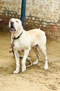 indian bully kutta