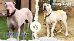 Pakistani Bully vs Indian Bully