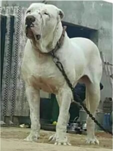 Indian Bully