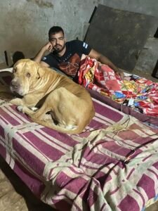 Indian Bully