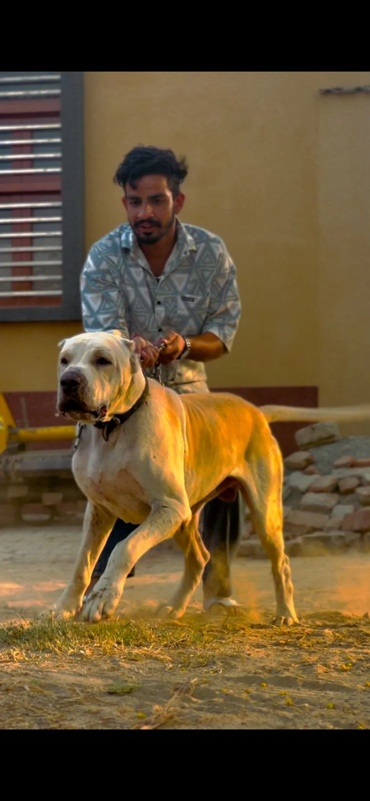 Indian Mastiff (Pure Bully dog)